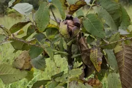 იყიდება მიწის ნაკვეთი, სასოფლო - სამეურნეო, თეზი