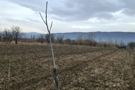 იყიდება მიწის ნაკვეთი, სასოფლო - სამეურნეო, თეზი