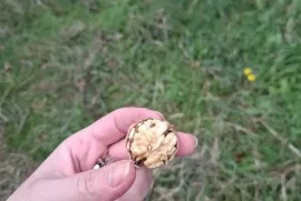 იყიდება მიწის ნაკვეთი, სასოფლო - სამეურნეო, თეზი