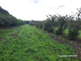 Land For Sale, Agricultural, Kutiri