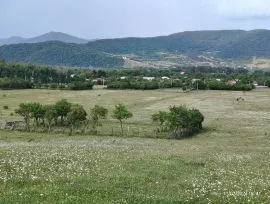 იყიდება მიწის ნაკვეთი, სასოფლო - სამეურნეო, თიანეთი