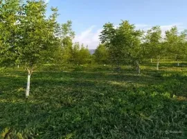 Land For Sale, Agricultural, Bakurtsikhe