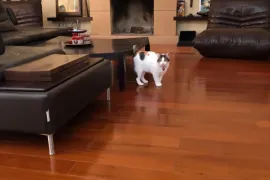 Аренда Дома, 12 Kомнатная, Душетский район, Цителсофели