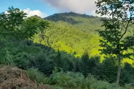 იყიდება მიწის ნაკვეთი, სასოფლო - სამეურნეო, ყოროლისთავი