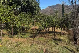 იყიდება მიწის ნაკვეთი, სასოფლო - სამეურნეო, წინსვლა, ჩელტა