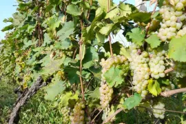 იყიდება მიწის ნაკვეთი, სასოფლო - სამეურნეო, ახალსოფელი