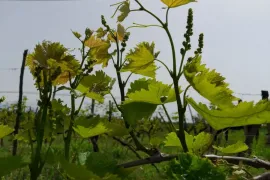 იყიდება მიწის ნაკვეთი, სასოფლო - სამეურნეო, ახალსოფელი