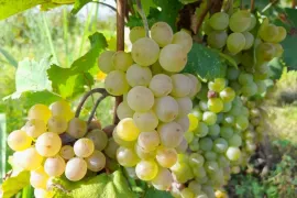 იყიდება მიწის ნაკვეთი, სასოფლო - სამეურნეო, ახალსოფელი