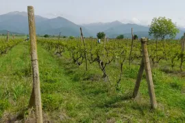 იყიდება მიწის ნაკვეთი, სასოფლო - სამეურნეო, ახალსოფელი