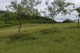 იყიდება მიწის ნაკვეთი, სასოფლო - სამეურნეო, ძველი სენაკი