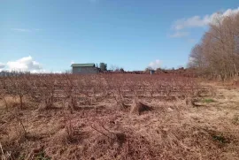 იყიდება მიწის ნაკვეთი, სასოფლო - სამეურნეო, ლიხაური