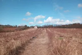 იყიდება მიწის ნაკვეთი, სასოფლო - სამეურნეო, ლიხაური