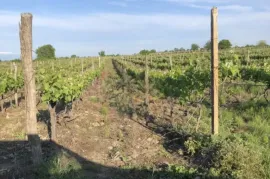 Продается Земля, Сельскохозяйственные, Qvemo Khodasheni