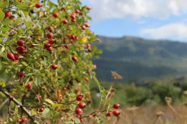 Продается Земля, Для Инвестиций, Tetri Tsqlebi