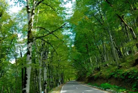 Land For Sale, Agricultural, Tolenji