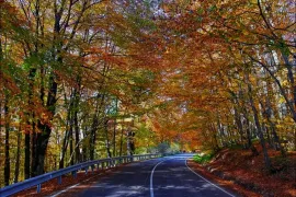 Land For Sale, Agricultural, Tolenji