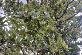 Продается Земля, Не Сельскохозяйственный, Цкаростави