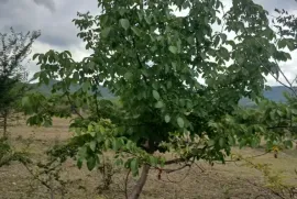 Продается Земля, Не Сельскохозяйственный, Цкаростави