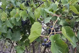 Продается Земля, Не Сельскохозяйственный, Цкаростави