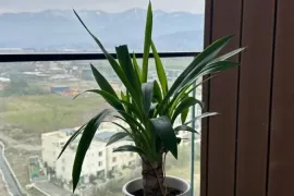 იყიდება ბინა, 1 ოთახიანი, ახალი აშენებული, ბათუმი, აეროპორტის უბანი