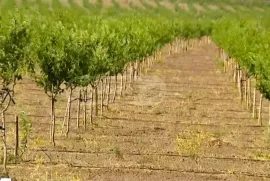 Land For Sale, Agricultural