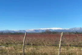 იყიდება მიწის ნაკვეთი, სასოფლო - სამეურნეო, გუმბრა