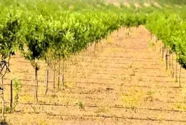 Land For Sale, Agricultural, Akhali Nichbisi