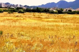 Land For Sale, Agricultural, Akhali Nichbisi