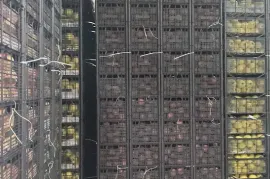 For Sale , Special, Berbuki