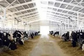 Аренда, Специальный