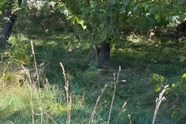 Продается Земля, Ивертубани