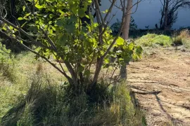 Продается Земля, Ивертубани