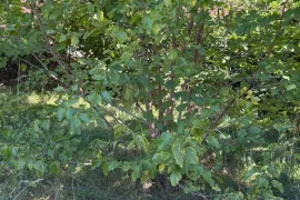 Продается Земля, Ивертубани