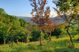 Продается Земля, Сельскохозяйственные, Bulachauri