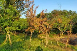 Продается Земля, Сельскохозяйственные, Bulachauri