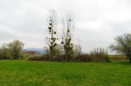 Land For Sale, Agricultural, Mukhrani