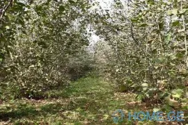 Продается Земля, Сельскохозяйственные, Озургети