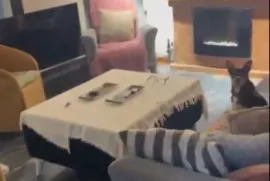 იყიდება, ნახევარსარდაფი, საბურთალო