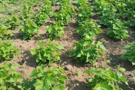 იყიდება მიწის ნაკვეთი, მანგლისი