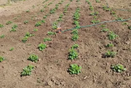 იყიდება მიწის ნაკვეთი, მანგლისი