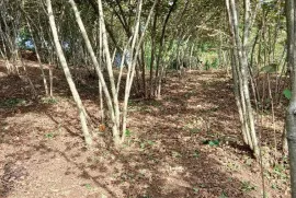 Land For Sale, Agricultural, Kortskheli