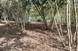 Land For Sale, Agricultural, Kortskheli