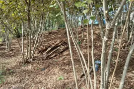 Land For Sale, Agricultural, Kortskheli