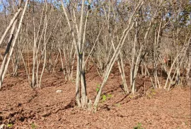 Land For Sale, Agricultural, Kortskheli