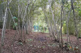 Land For Sale, Agricultural, Kortskheli