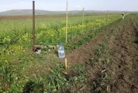 იყიდება მიწის ნაკვეთი, სასოფლო - სამეურნეო, თეთრიწყარო