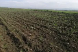 იყიდება მიწის ნაკვეთი, თეთრიწყარო