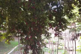 იყიდება მიწის ნაკვეთი, სასოფლო - სამეურნეო, ორხევი