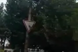 იყიდება მიწის ნაკვეთი, სასოფლო - სამეურნეო, ორხევი