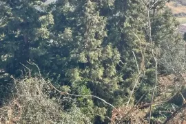 Продается Земля, Сельскохозяйственные, Чакви